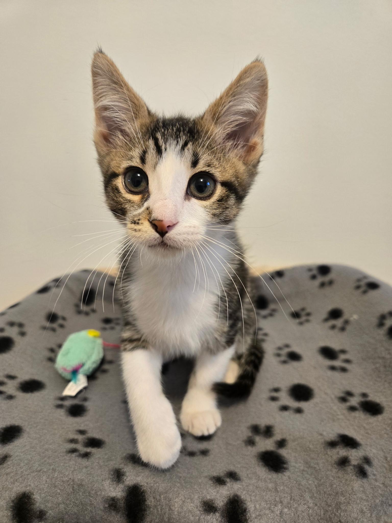 Enlarge Rowdy (siblings are Raya and Roo), an adopted Tabby in Brighton, MI image 4/6