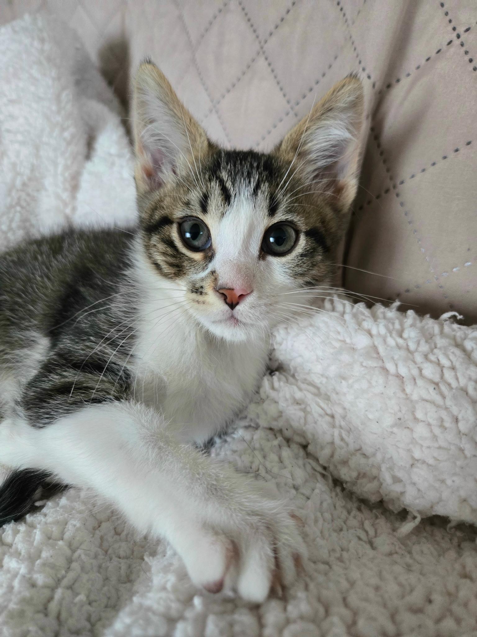 Enlarge Rowdy (siblings are Raya and Roo), an adopted Tabby in Brighton, MI image 1/6
