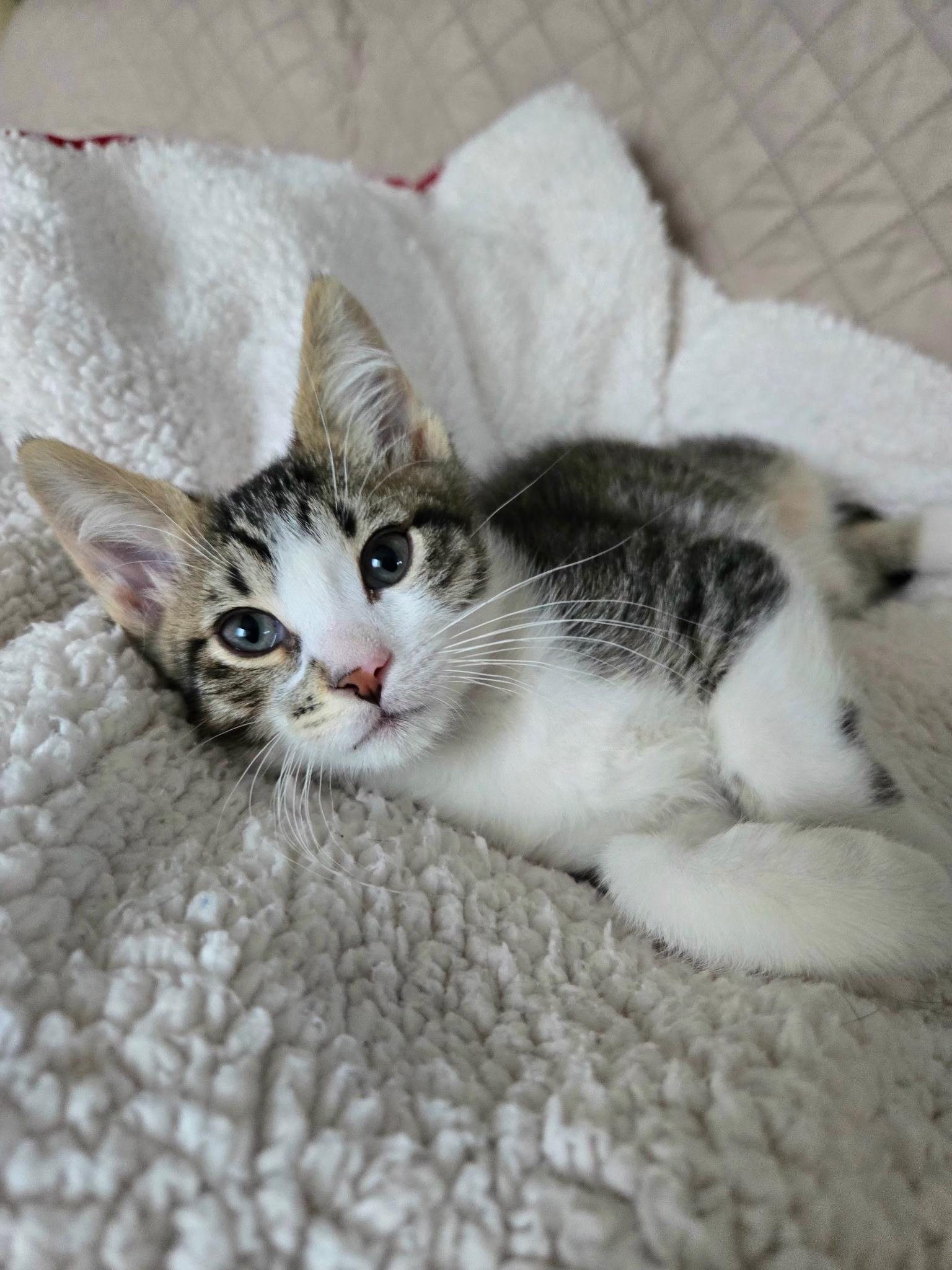 Enlarge Rowdy (siblings are Raya and Roo), an adopted Tabby in Brighton, MI image 3/6