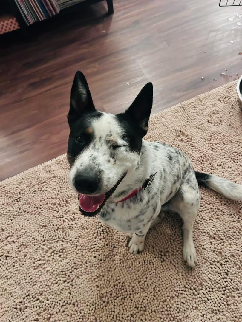 Enlarge Cowboy, an adopted Australian Cattle Dog / Blue Heeler in Pineville, NC image 3/6