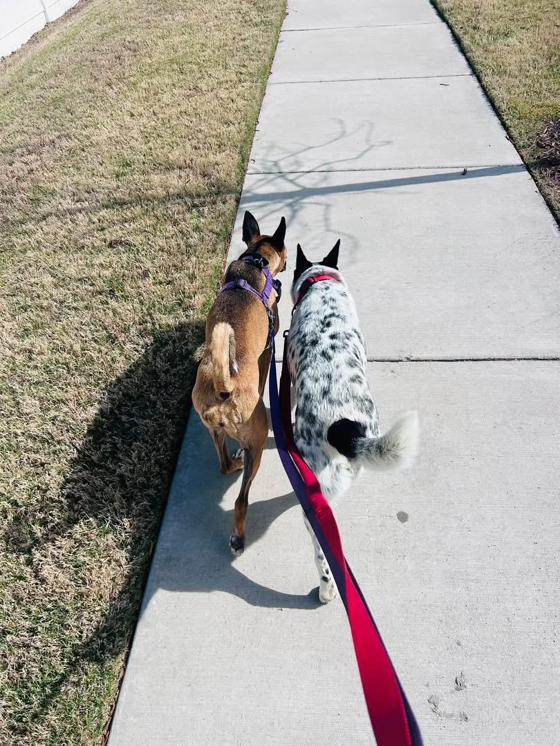 Enlarge Cowboy, an adopted Australian Cattle Dog / Blue Heeler in Pineville, NC image 4/6