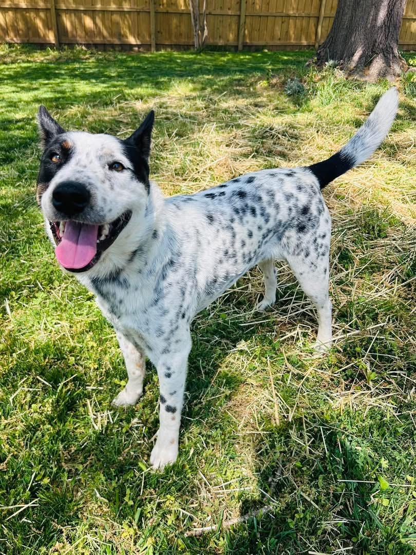 Enlarge Cowboy, an adopted Australian Cattle Dog / Blue Heeler in Pineville, NC image 5/6