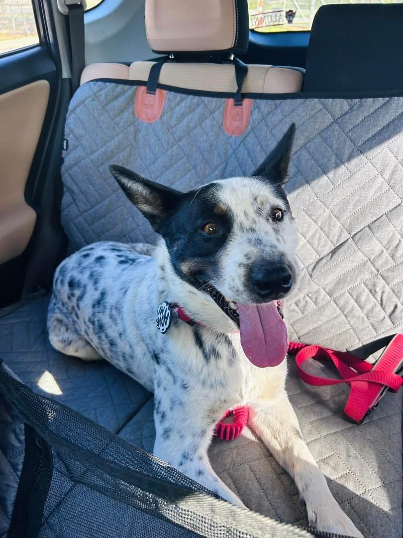 Enlarge Cowboy, an adopted Australian Cattle Dog / Blue Heeler in Pineville, NC image 6/6