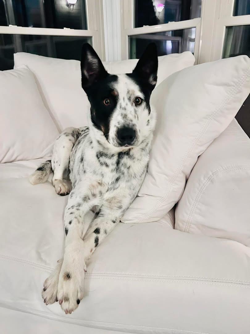 Enlarge Cowboy, an adopted Australian Cattle Dog / Blue Heeler in Pineville, NC image 2/6