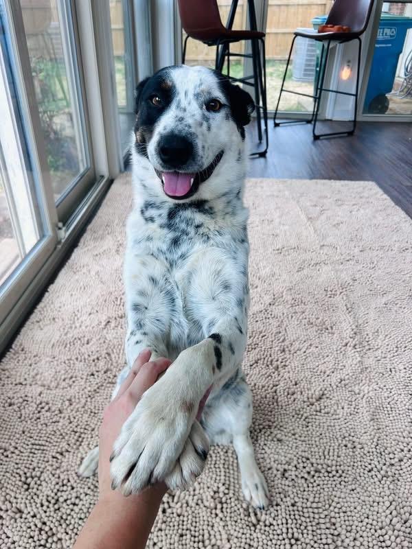 Enlarge Cowboy, an adopted Australian Cattle Dog / Blue Heeler in Pineville, NC image 1/6