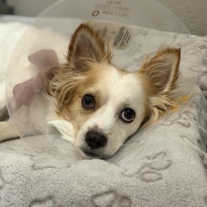 Guero Papa Bear, ADOPTABLE, Adult Male Papillon.