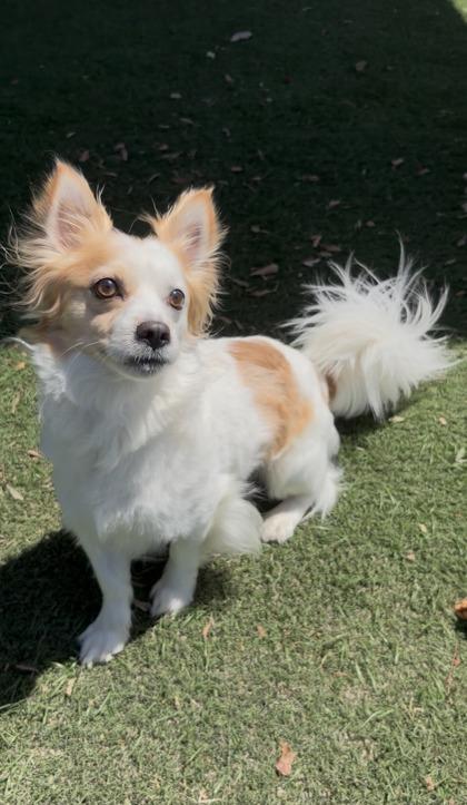 Guero Papa Bear, a ADOPTABLE mixed breed in Sacramento, CA image 3/3