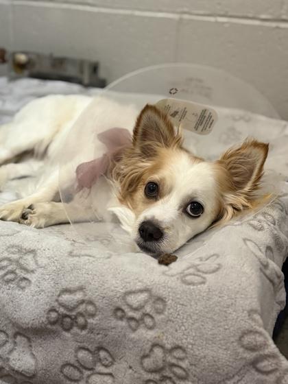 Guero Papa Bear, a ADOPTABLE mixed breed in Sacramento, CA image 2/3