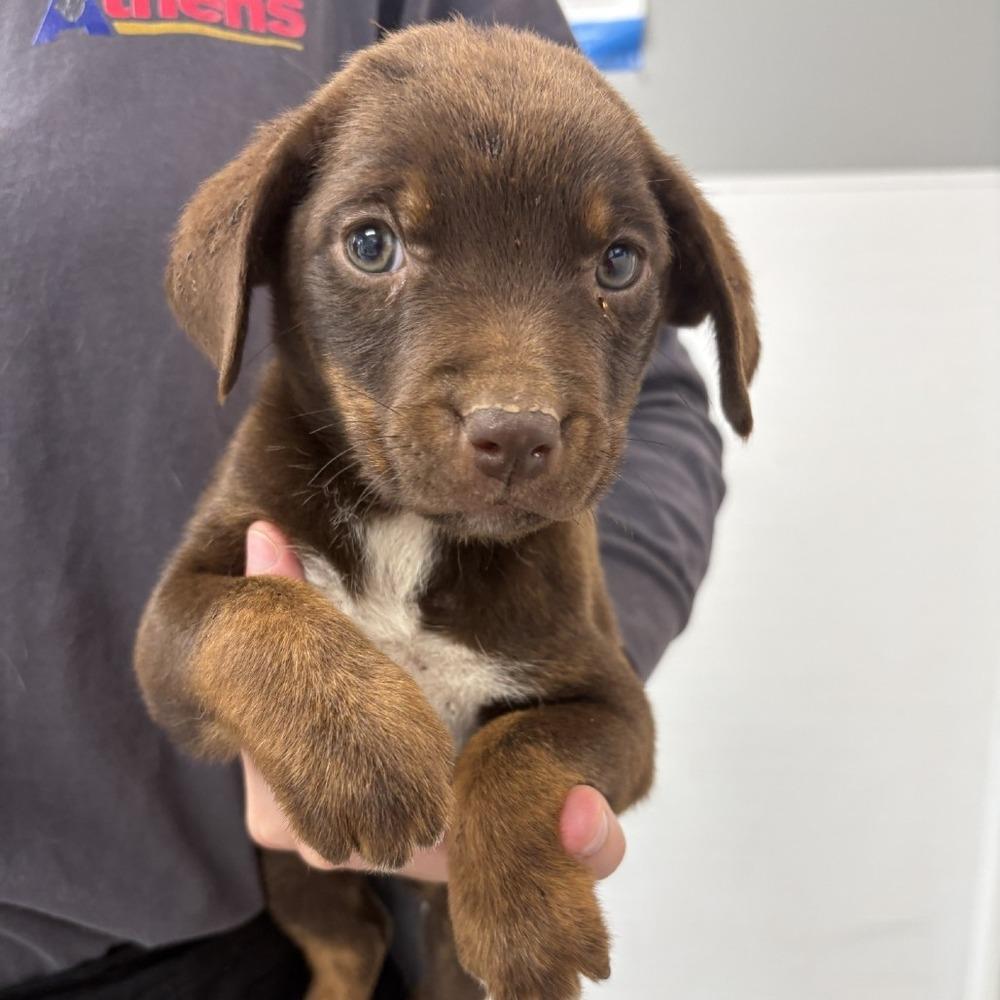 Enlarge Nori, a Adoptable mixed breed in Bronx, NY image 2/2