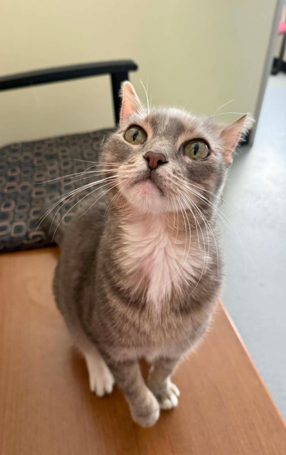 Puck, Adoptable, Senior Male Domestic Short Hair.