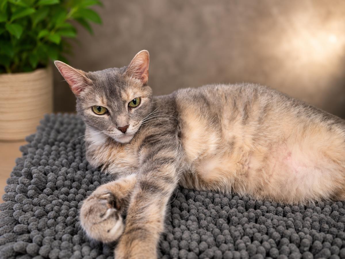Puck, Adoptable, Senior Male Domestic Short Hair.