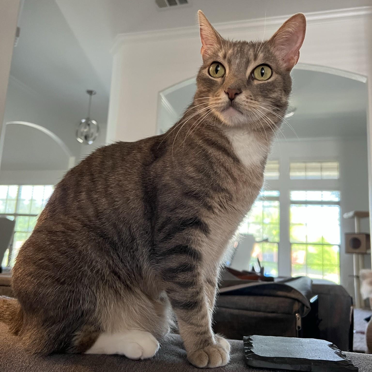 Puck, Adoptable, Senior Male Domestic Short Hair.