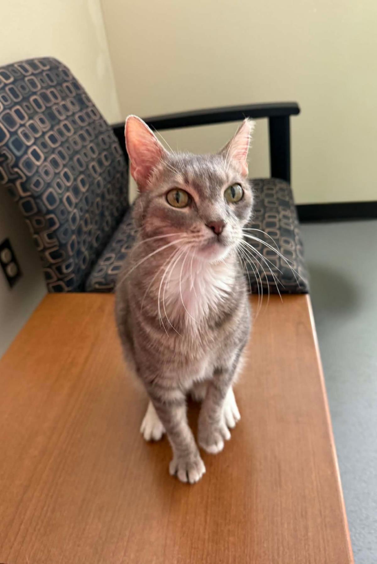 Puck, Adoptable, Senior Male Domestic Short Hair.