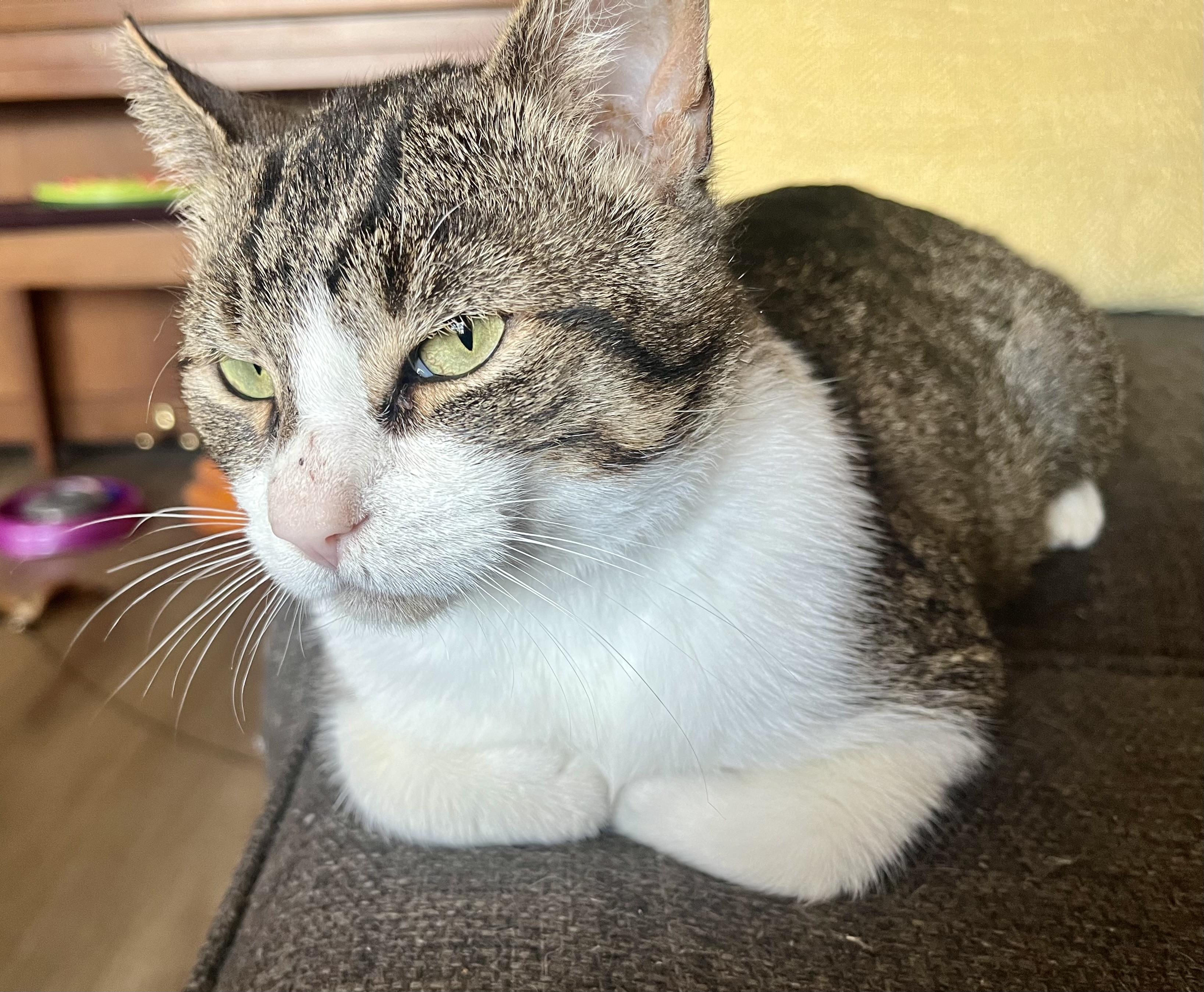 Theo, a ADOPTABLE Domestic Short Hair in Hamilton, ON image 2/6