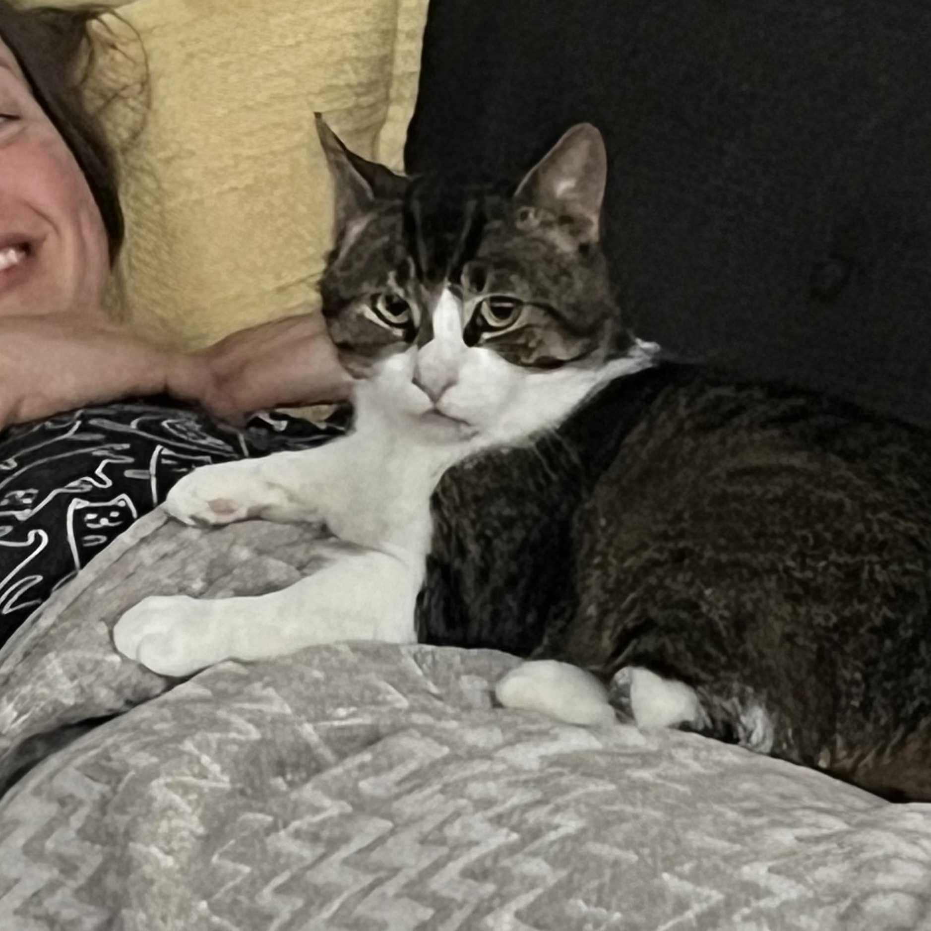 Theo, a ADOPTABLE Domestic Short Hair in Hamilton, ON image 6/6