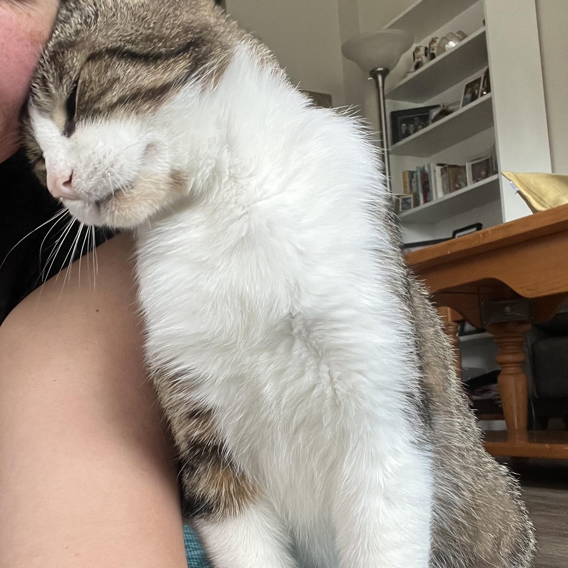 Theo, a ADOPTABLE Domestic Short Hair in Hamilton, ON image 5/6