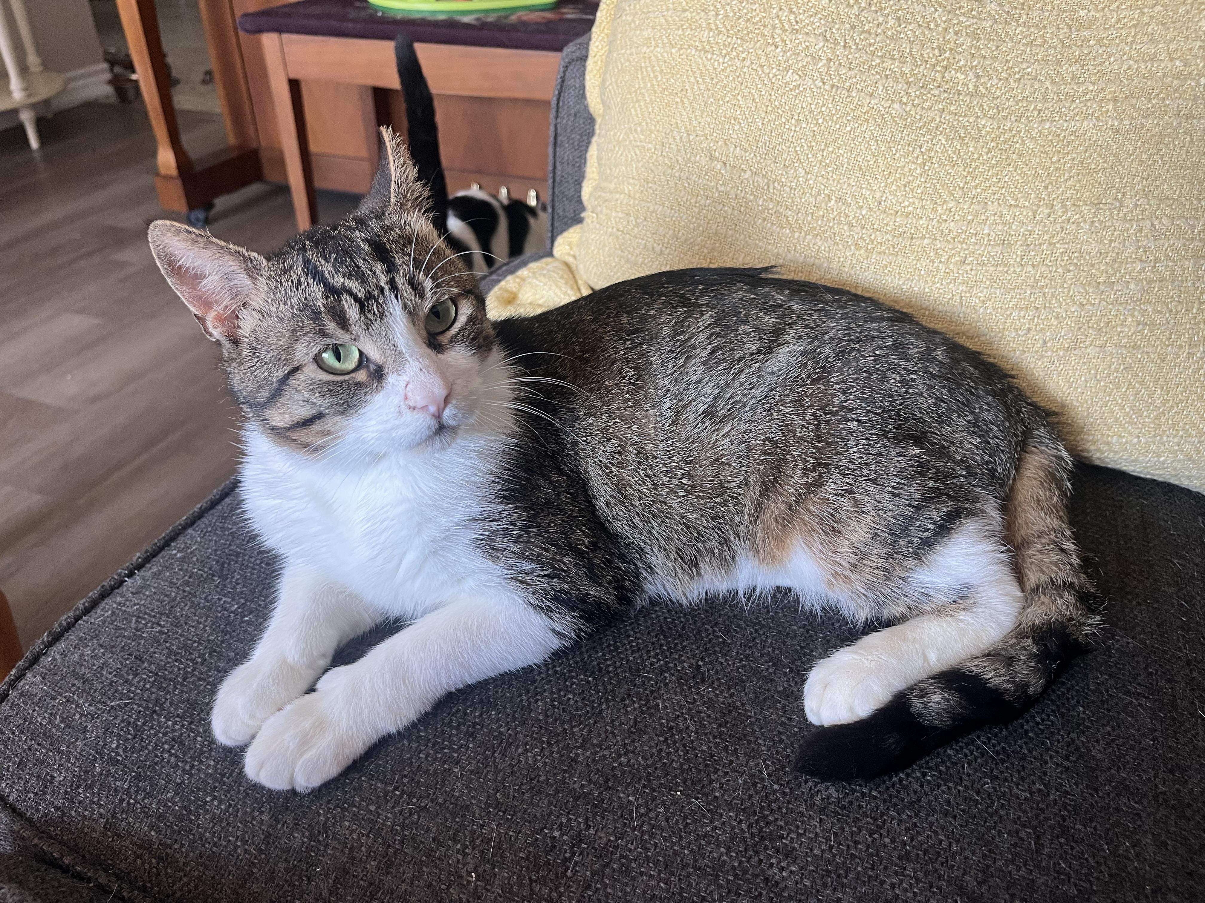 Theo, a ADOPTABLE Domestic Short Hair in Hamilton, ON image 1/6