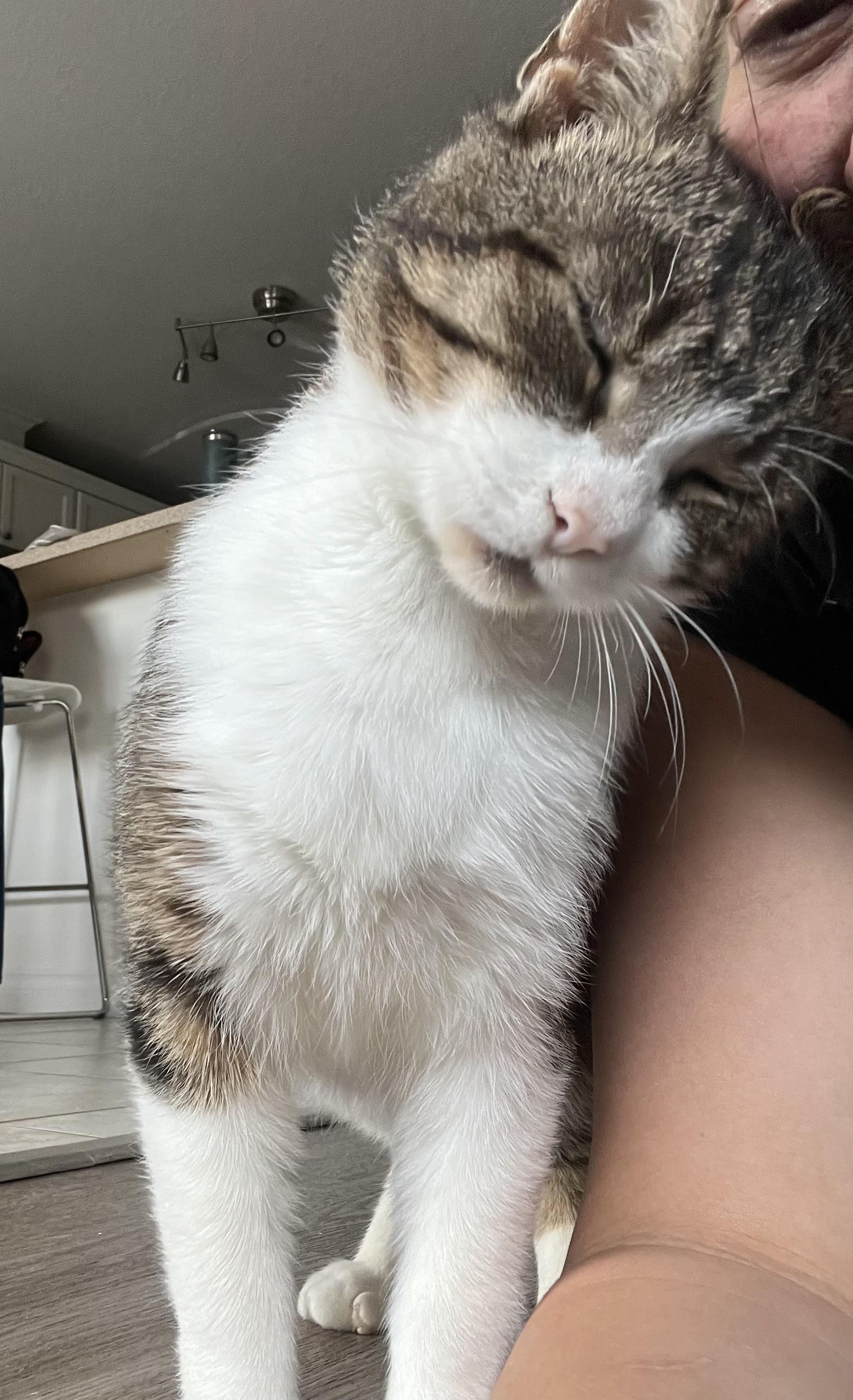 Theo, a ADOPTABLE Domestic Short Hair in Hamilton, ON image 4/6