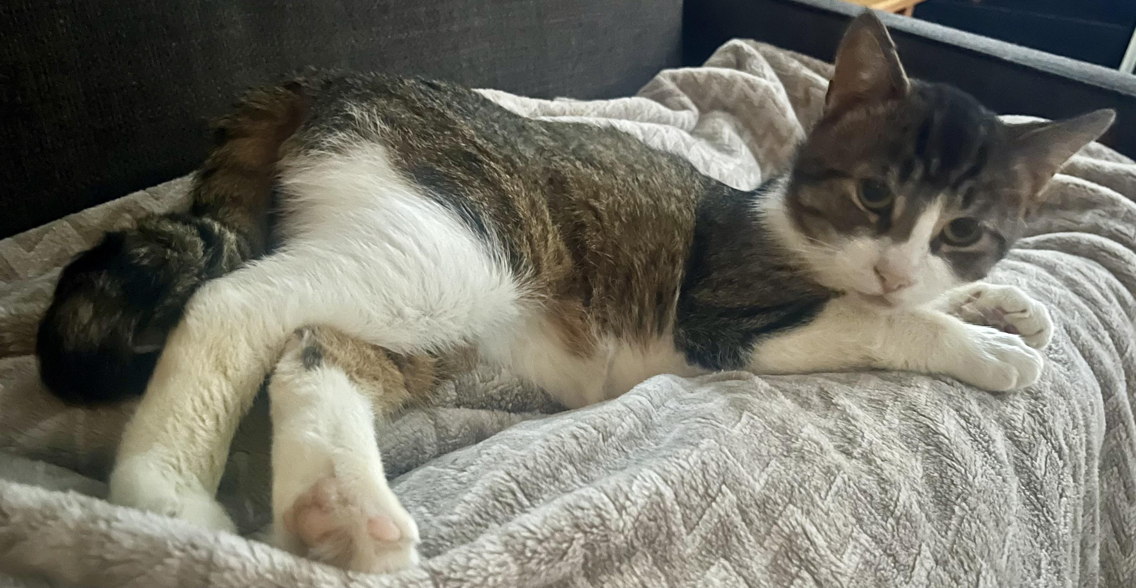 Theo, a ADOPTABLE Domestic Short Hair in Hamilton, ON image 3/6