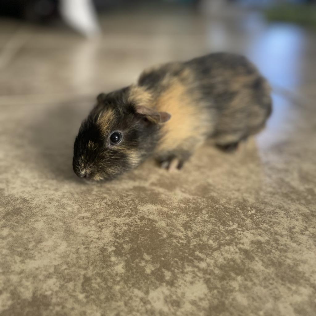 Klaus, a Adoptable Guinea Pig in Phoenix, AZ image 1/4