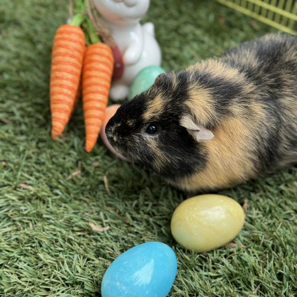 Klaus, a Adoptable Guinea Pig in Phoenix, AZ image 3/4