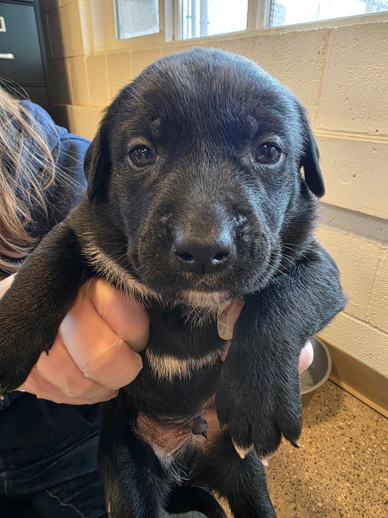 Blackie Chan, Adoptable, Puppy Male Labrador Retriever & Pit Bull Terrier.