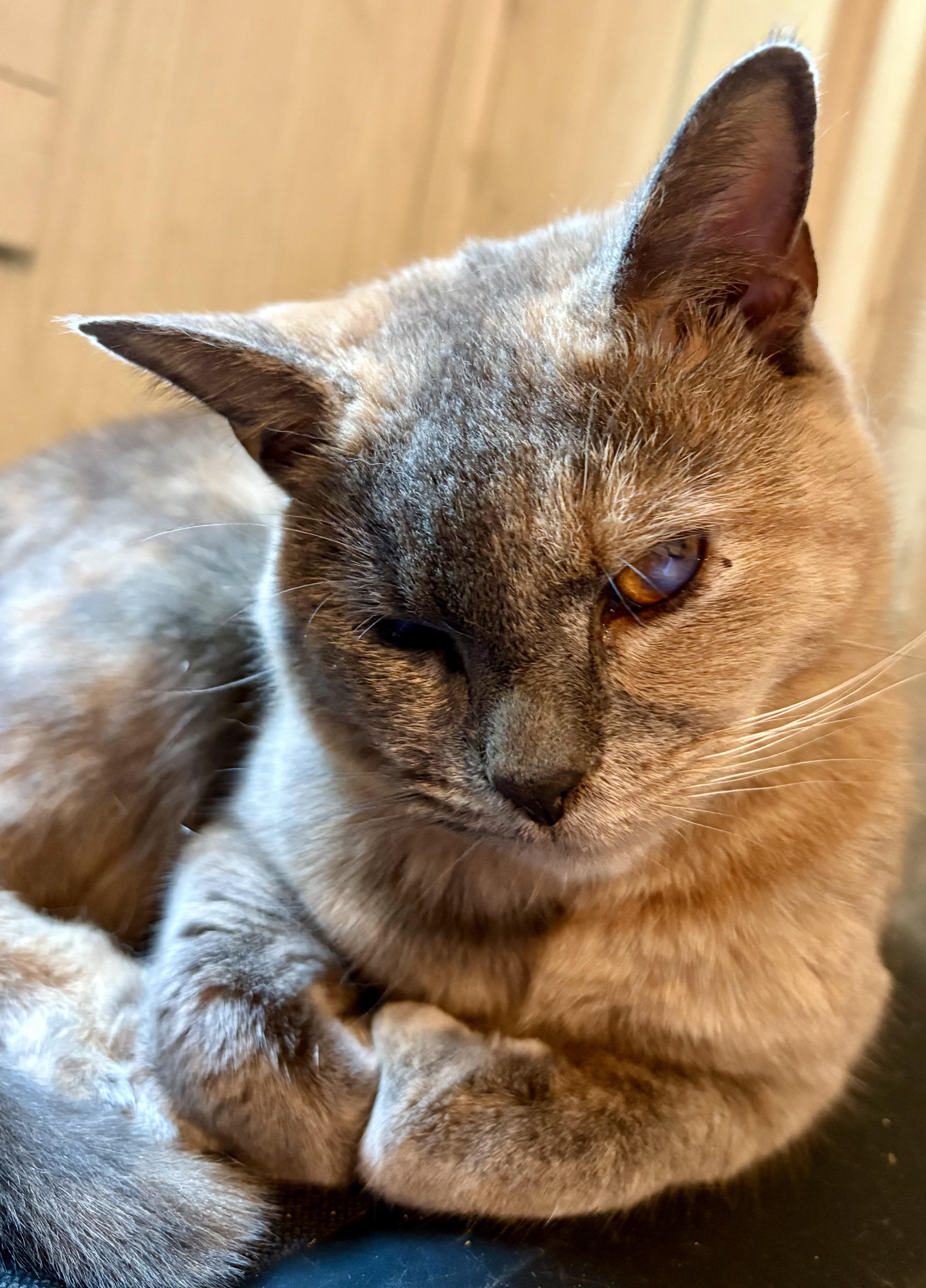 Spice (Blind & Deaf)