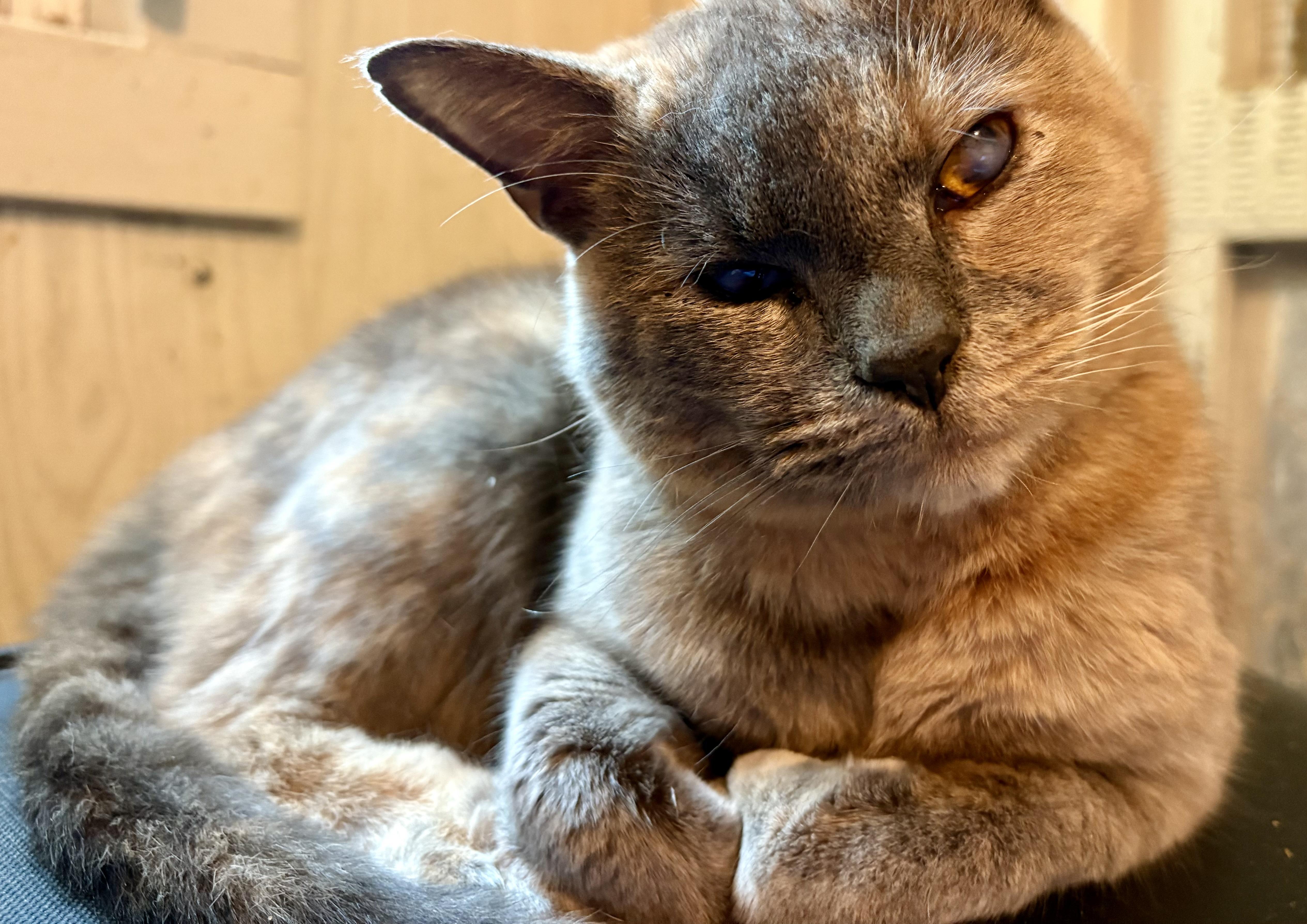 Spice (Blind & Deaf)