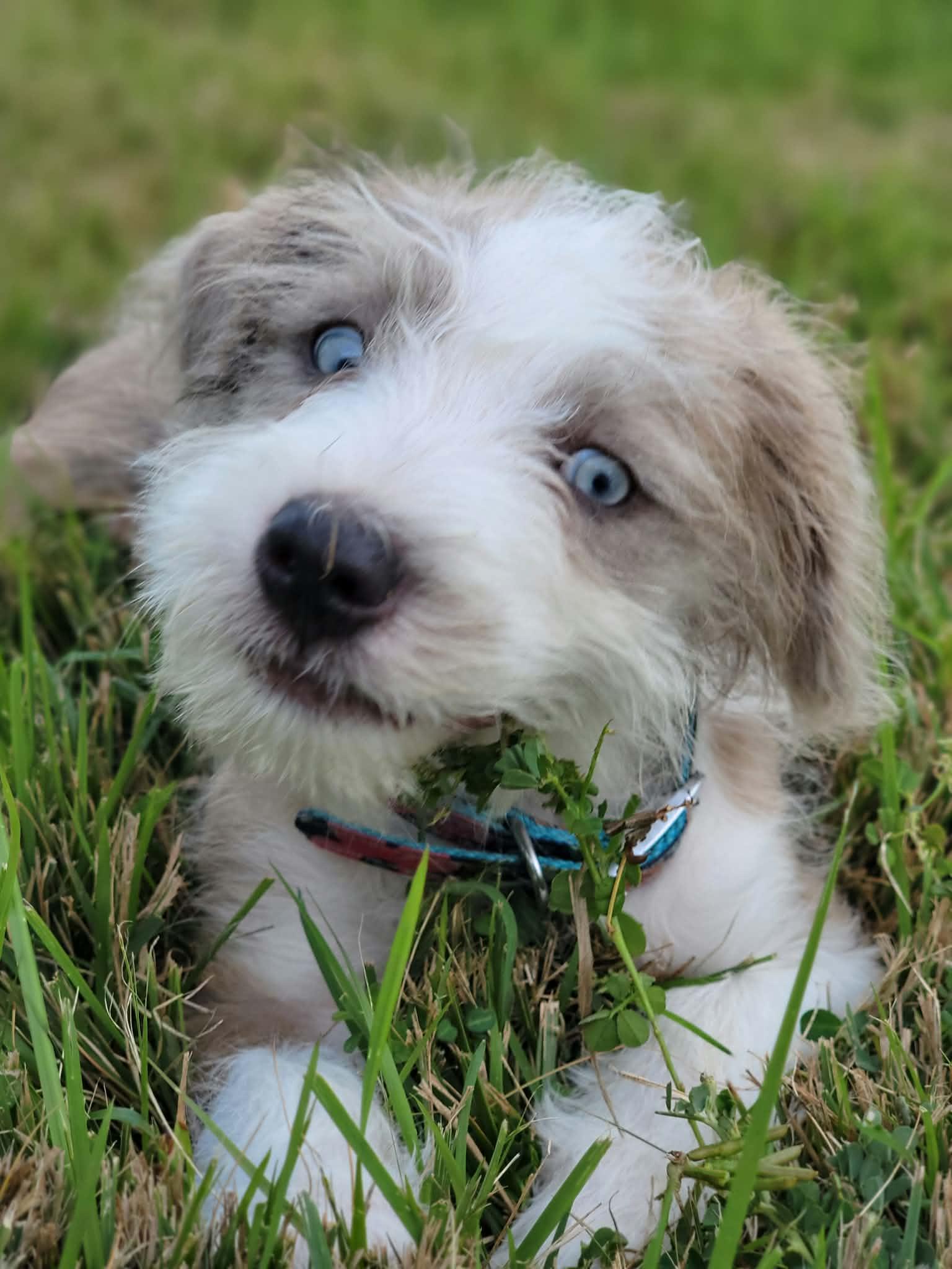 Enlarge Popeye, a Adopted Mixed Breed in Nanuet, NY image 5/6