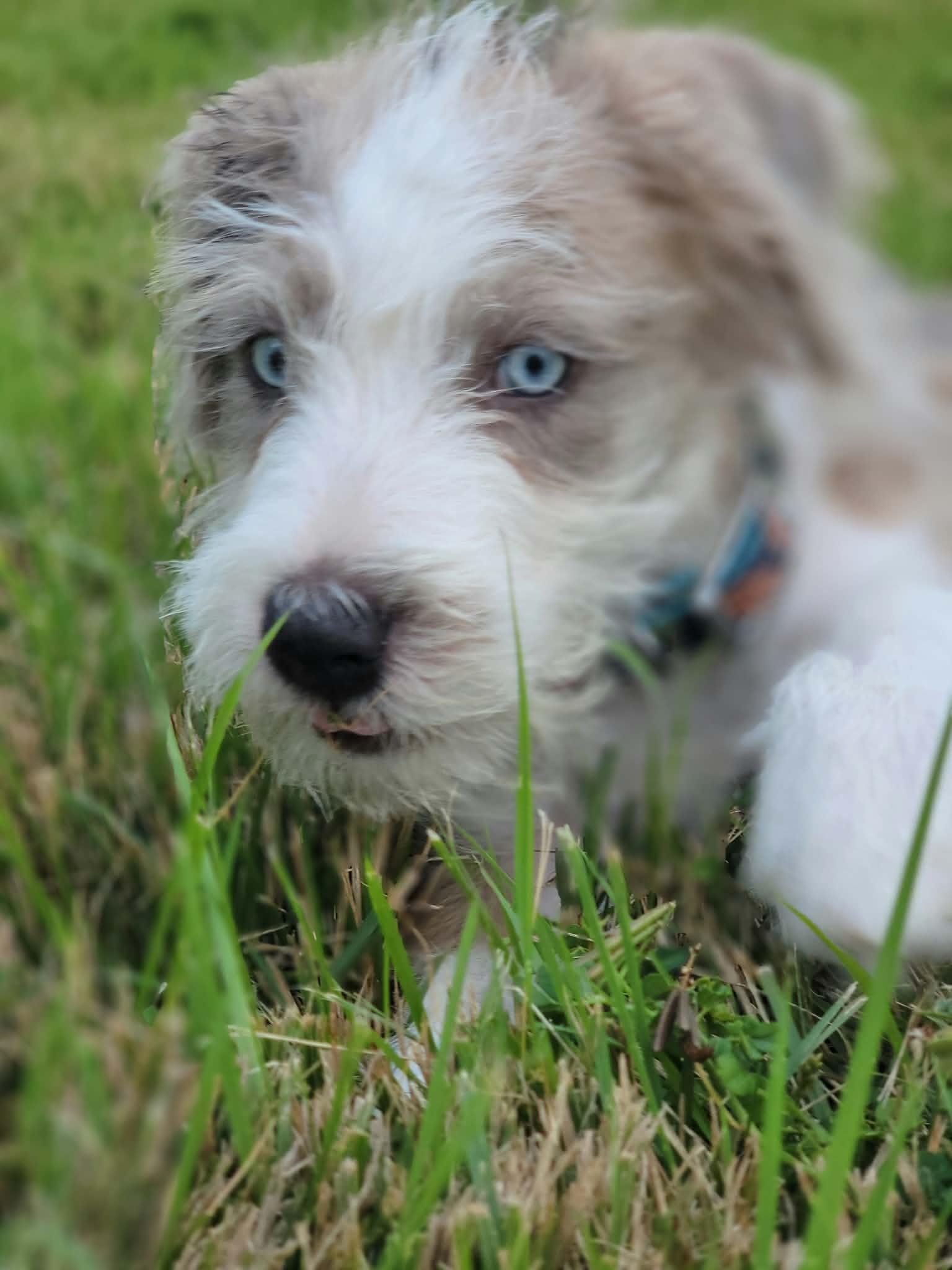 Enlarge Popeye, a Adopted Mixed Breed in Nanuet, NY image 3/6