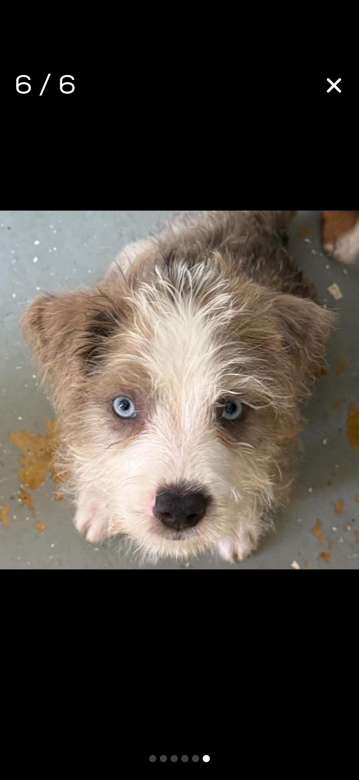 Popeye, Adopted, Puppy Male Mixed Breed.
