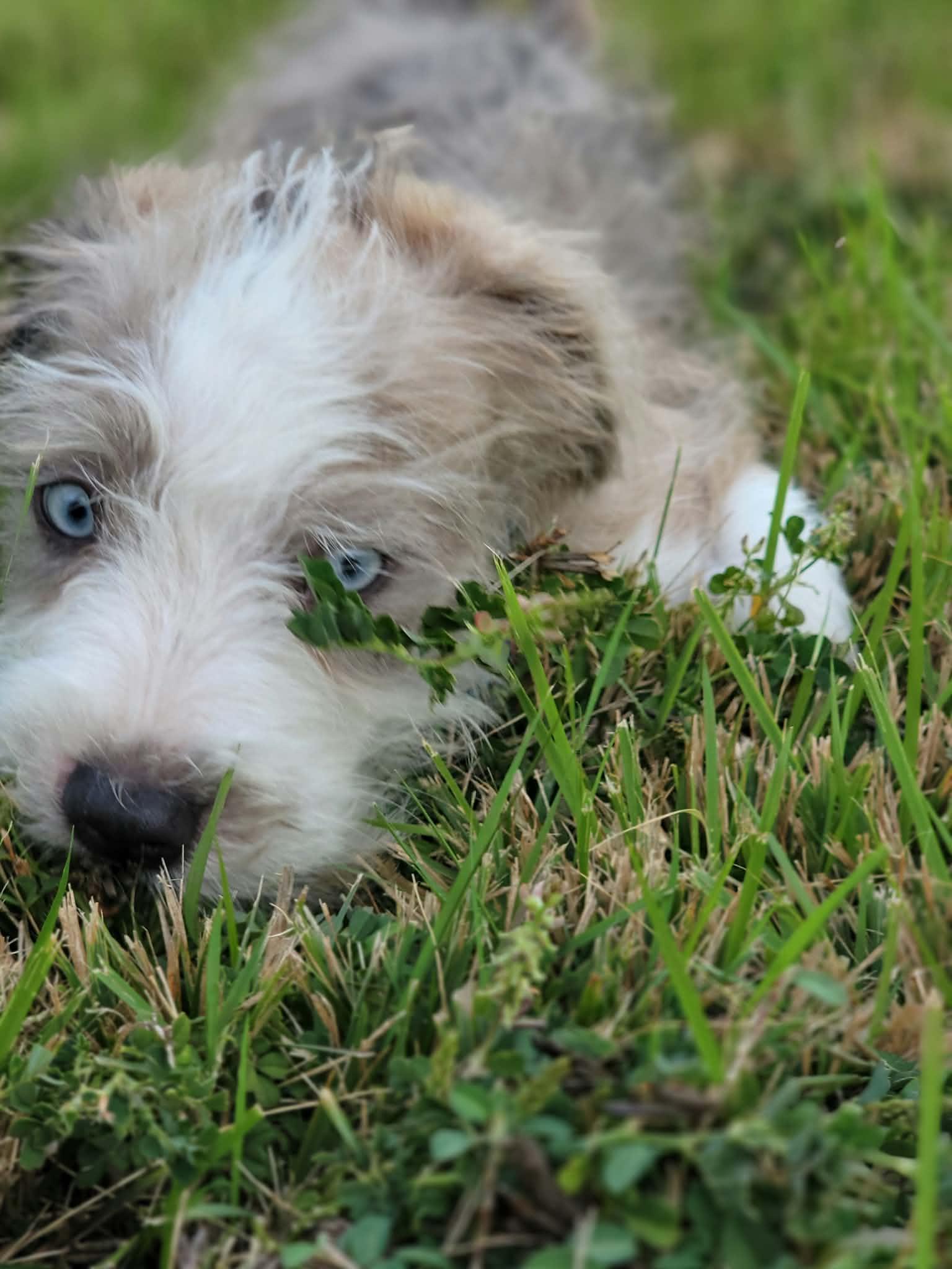 Enlarge Popeye, a Adopted Mixed Breed in Nanuet, NY image 6/6
