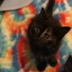 Enlarge Proper, a ADOPTABLE Domestic Short Hair in Jacksonville, AR image 1/2