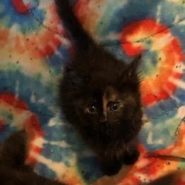 Enlarge Proper, a ADOPTABLE Domestic Short Hair in Jacksonville, AR image 2/2