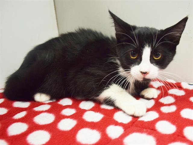 AVERY, Adoptable, Kitten Female Domestic Short Hair.