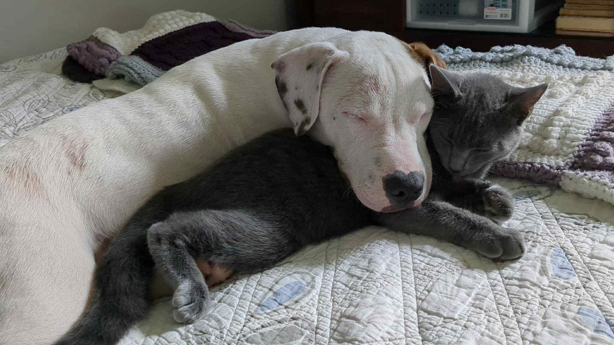 Enlarge Reggie, a Adoptable mixed breed in Grafton, MA image 1/6