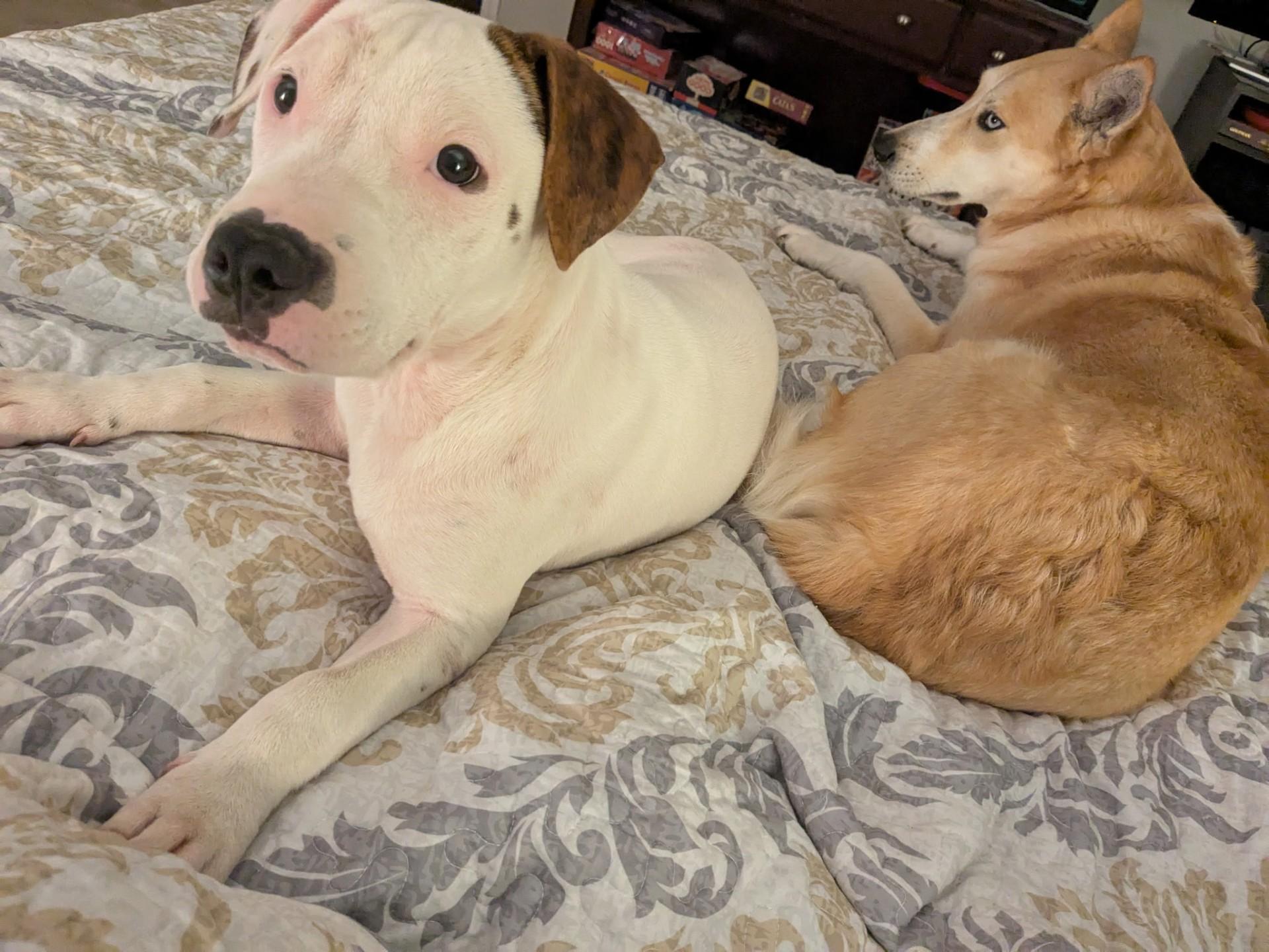 Enlarge Reggie, a Adoptable mixed breed in Grafton, MA image 4/6