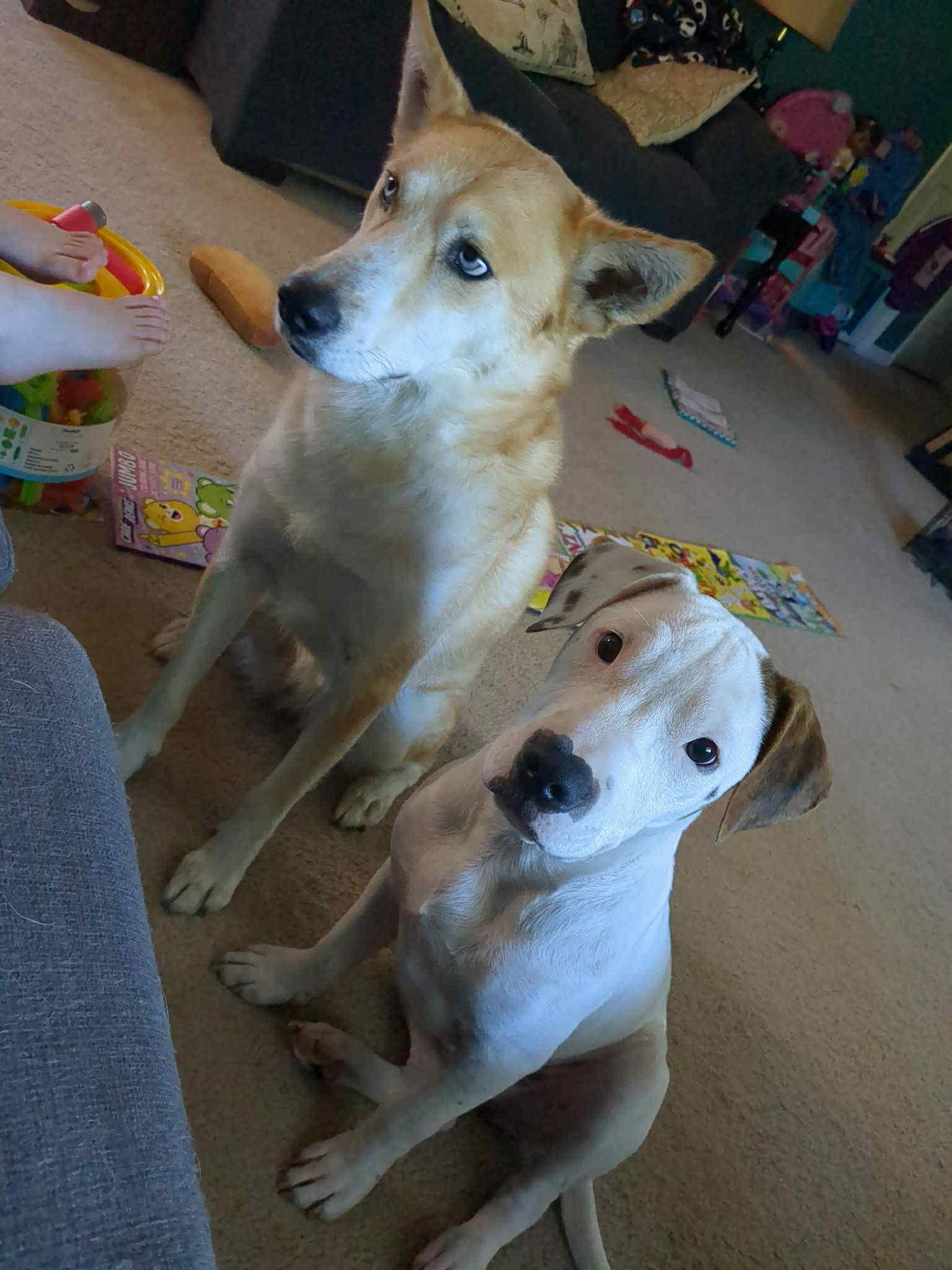 Reggie, Adoptable, Young Male Mixed Breed.