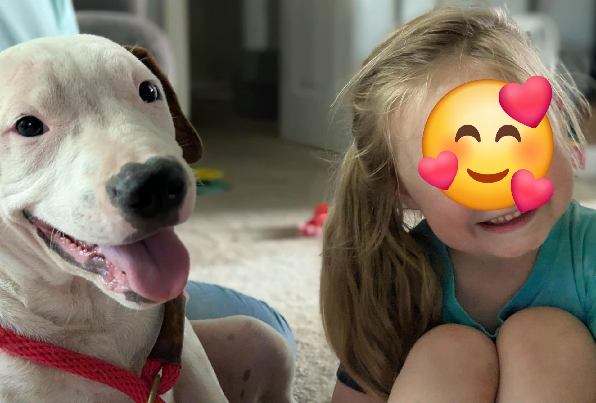 Enlarge Reggie, a Adoptable mixed breed in Grafton, MA image 6/6