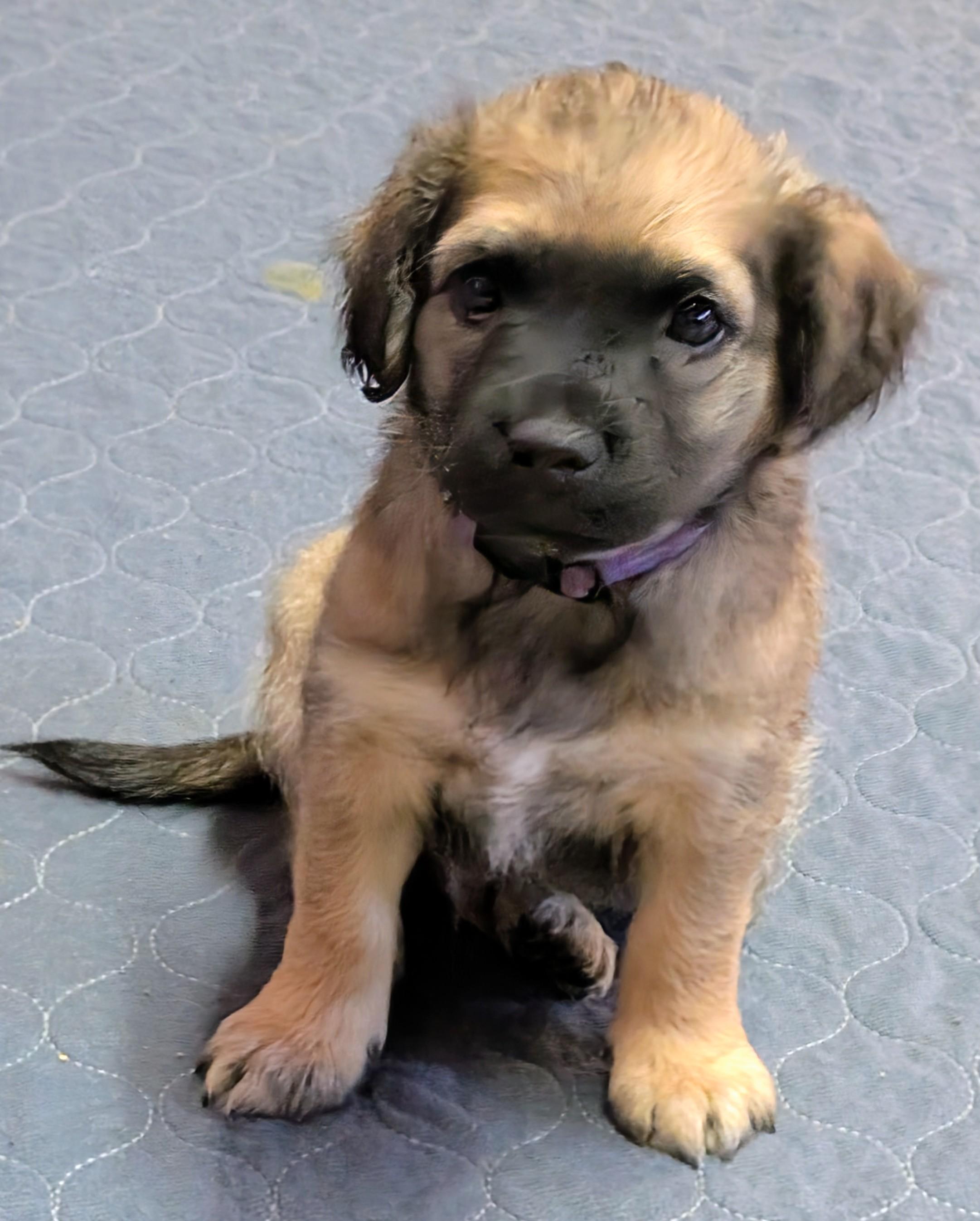 Bennie , ADOPTABLE, Puppy Male Dachshund & Chihuahua.