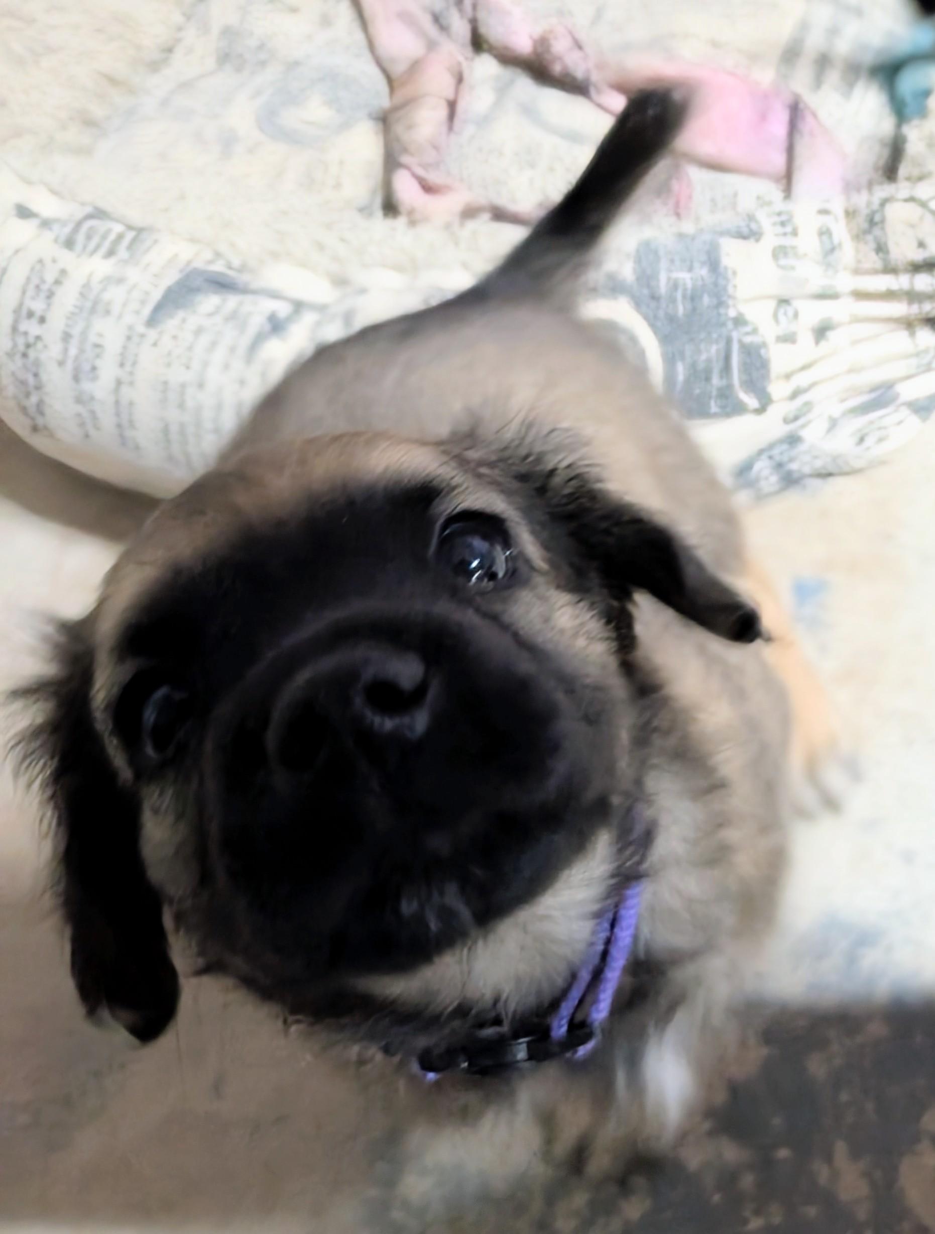 Bennie , a ADOPTABLE mixed breed in Saint David, AZ image 2/4