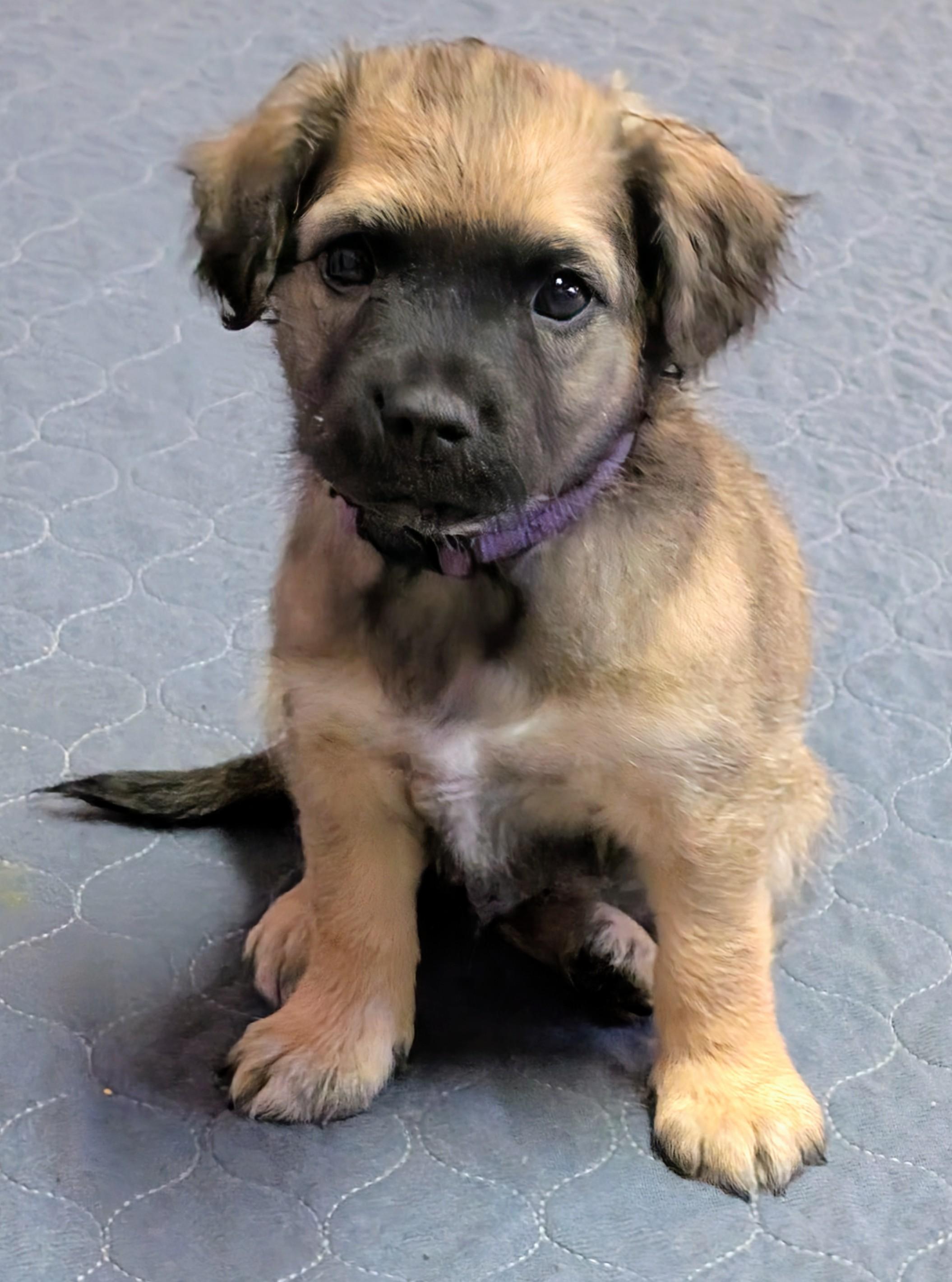 Bennie , a ADOPTABLE mixed breed in Saint David, AZ image 3/4