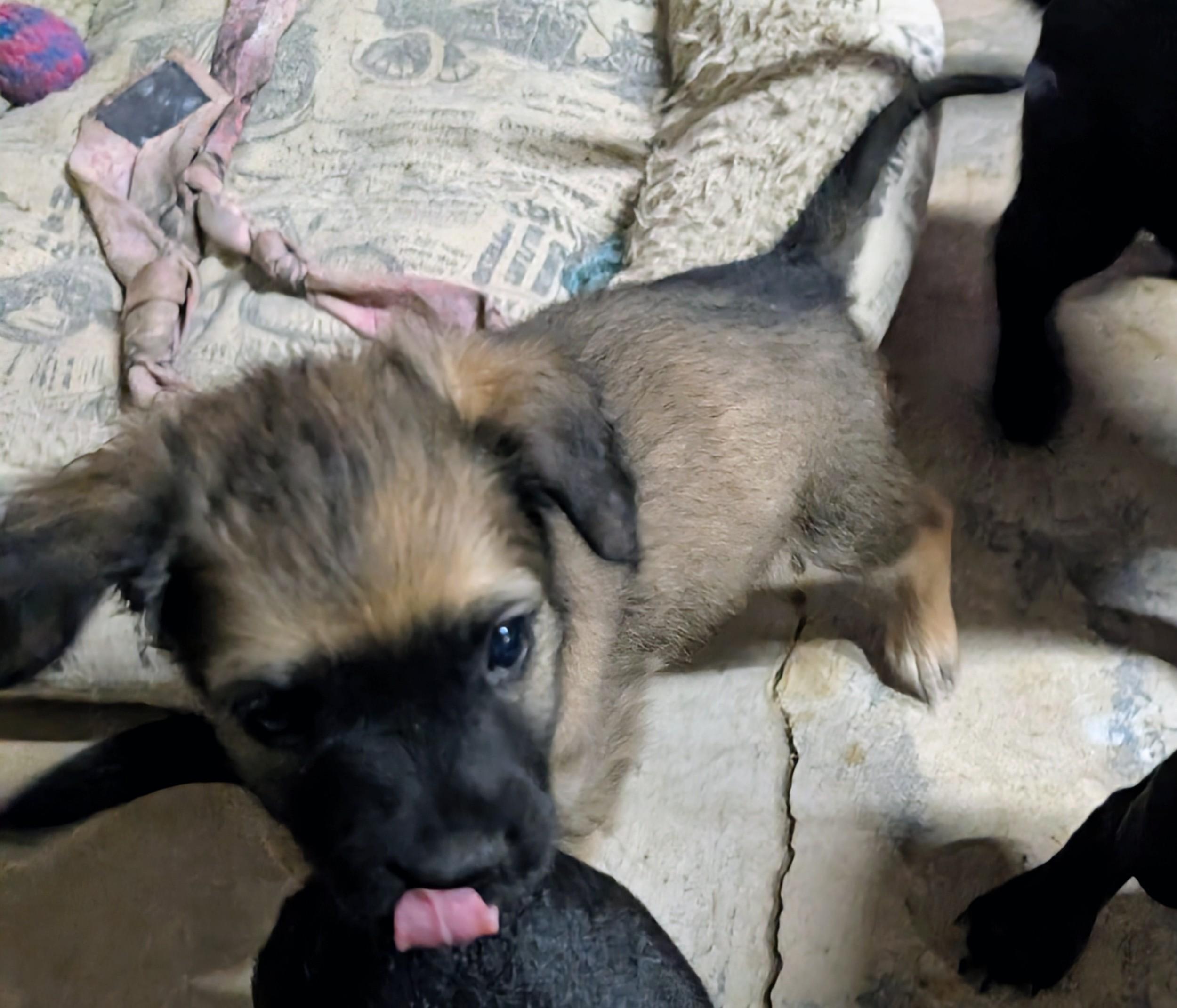 Bennie , a ADOPTABLE mixed breed in Saint David, AZ image 4/4