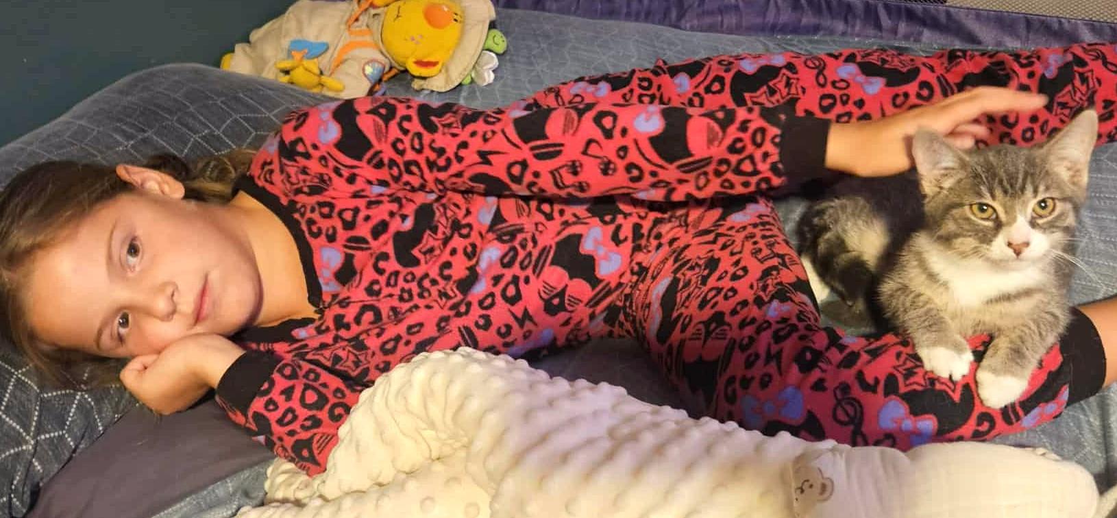 Alfred, a Adoptable mixed breed in Chertsey, QC image 3/4