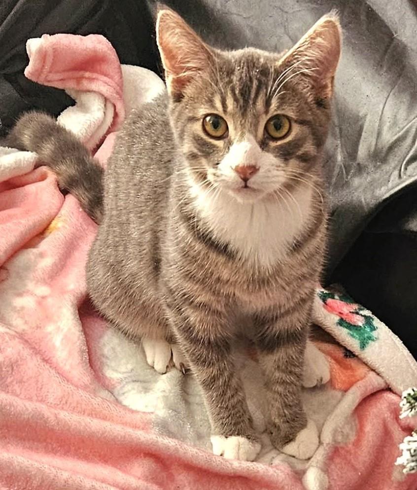 Alfred, a Adoptable mixed breed in Chertsey, QC image 4/4