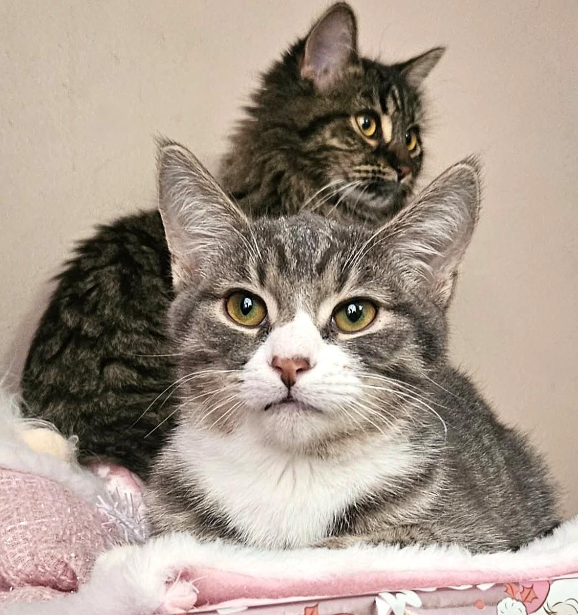 Alfred, Adoptable, Kitten Male Domestic Short Hair & Tabby.