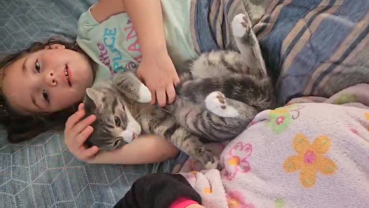 Enlarge Alfred, a Adoptable mixed breed in Chertsey, QC video 2/4