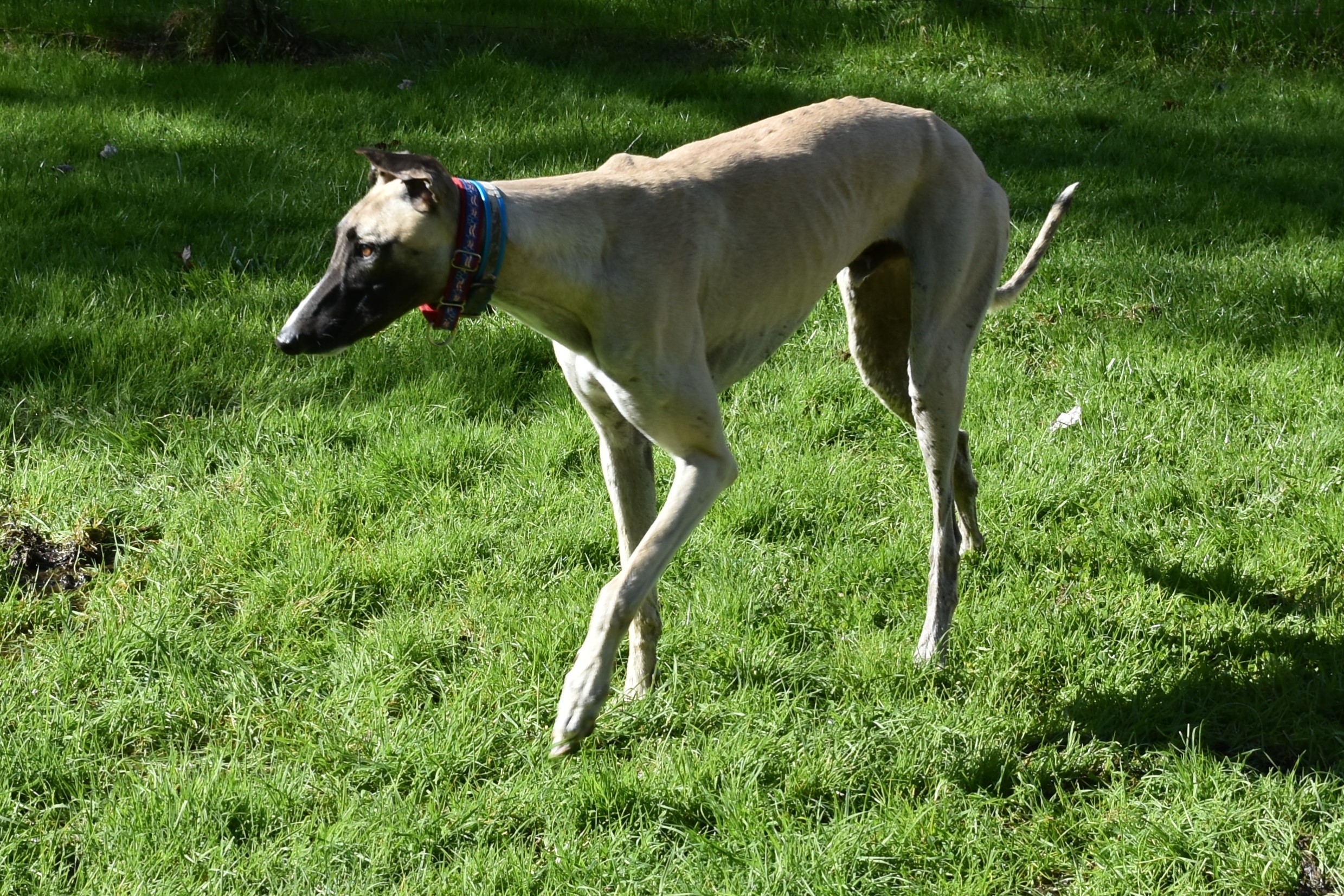 Enlarge TFS T Bomb "Andrew", a Adoptable Greyhound in Chagrin Falls, OH image 2/5