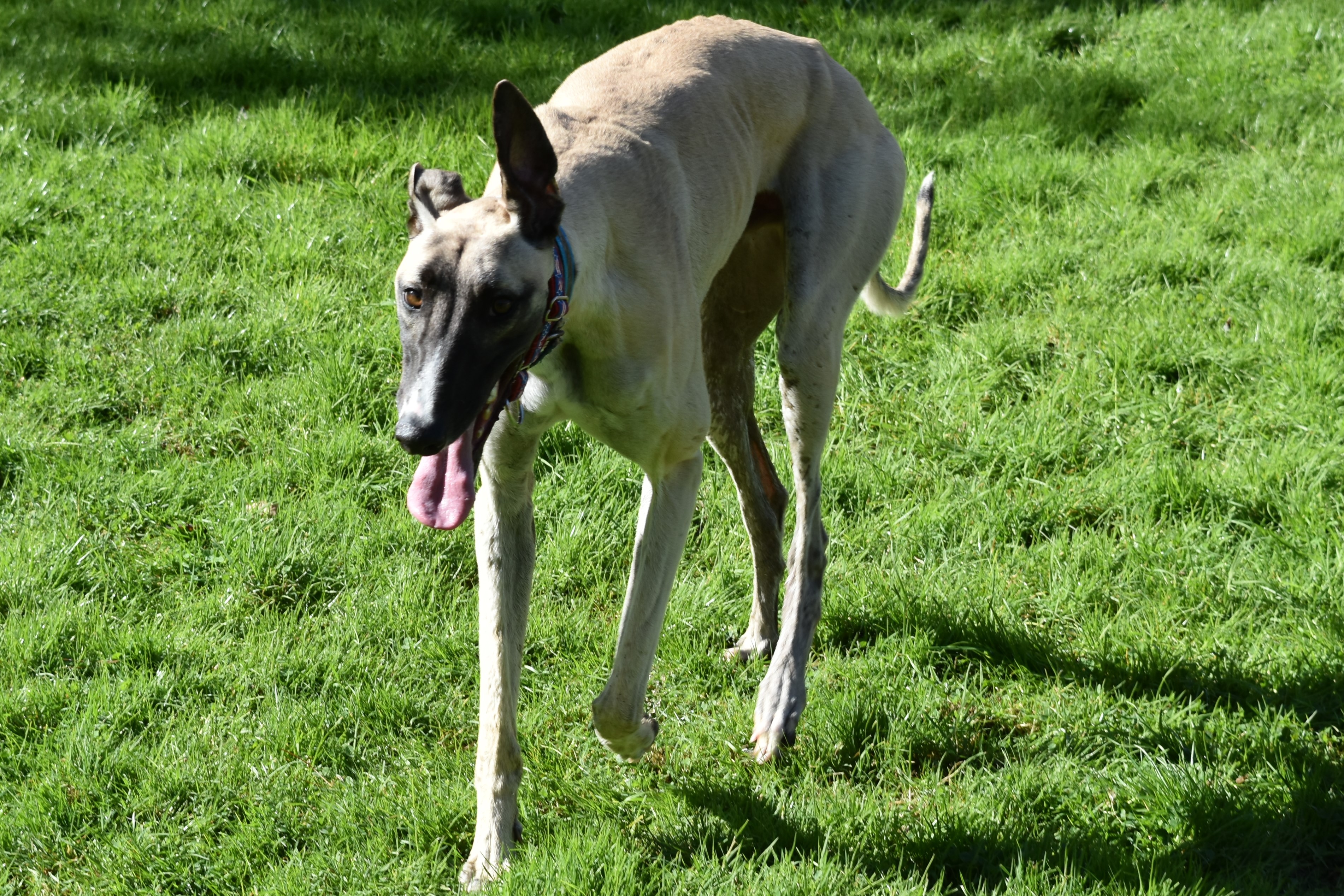 Enlarge TFS T Bomb "Andrew", a Adoptable Greyhound in Chagrin Falls, OH image 3/5