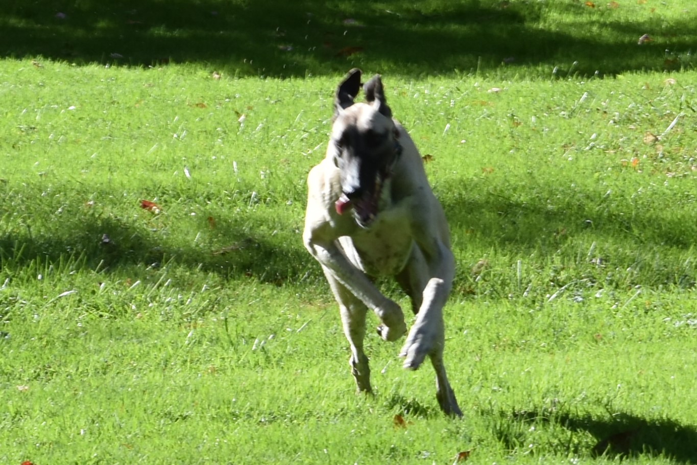 Enlarge TFS T Bomb "Andrew", a Adoptable Greyhound in Chagrin Falls, OH image 5/5